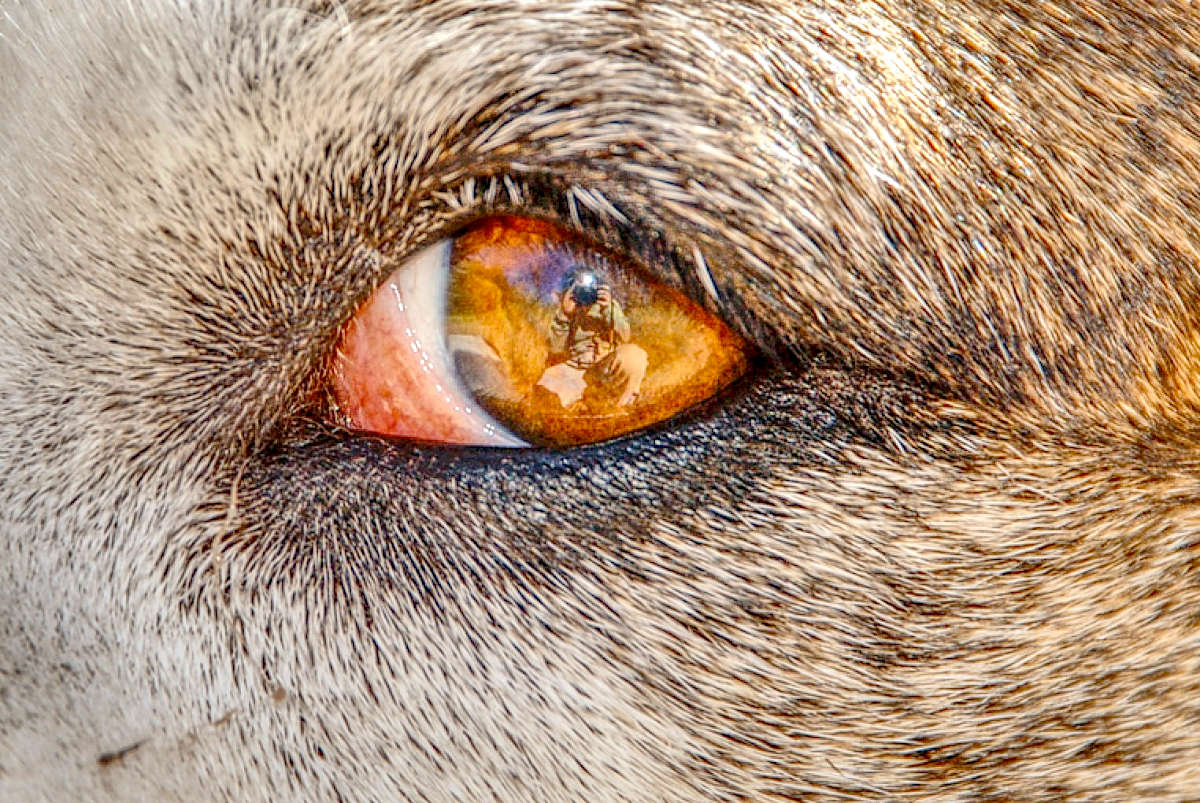 Is my dog aware?